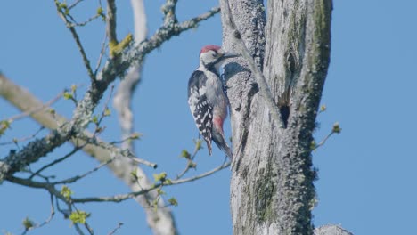 White-backed-woodpecker-pecking-at-tree,-making-noise-in-spring-mating-season