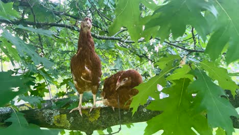 Blick-Auf-Augenhöhe-Von-Zwei-Isa-Brown-Hühnern,-Die-In-Einem-Belaubten-Baum-Sitzen