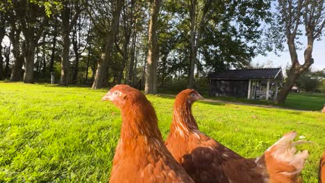 Ultra-Wide-Shot-Coming-Extremely-Close-to-Six-Isa-Brown-Chickens-in-Denmark,-Golden-Hour-Sunlight,-Warm-Windy