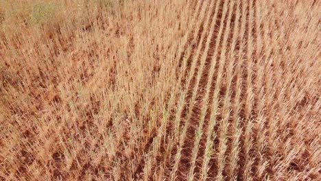 Died-wheat-field-in-drought-field-dry-summer-season