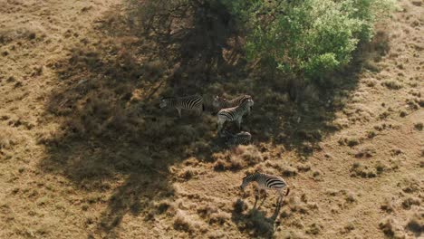 Drone-aerial-of-Zebra-in-the-shade-of-a-tree-in-the-wild-resting