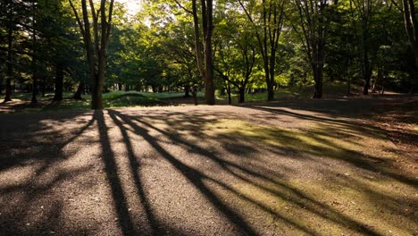long-tree-shadow-in-a-park-path