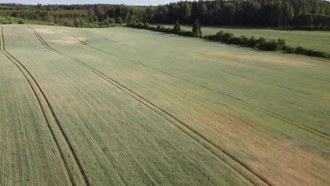 Died-wheat-field-in-drought-field-dry-summer-season