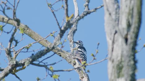 White-backed-woodpecker-pecking-at-tree,-making-noise-in-spring-mating-season