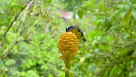 Yellow-bird-eating-from-a-flower