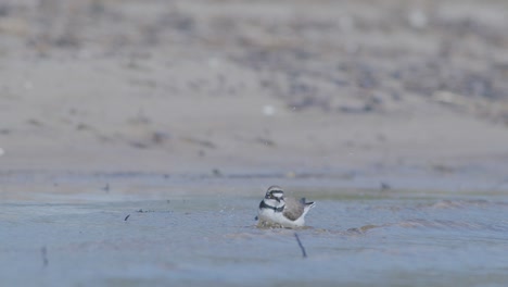 Little-ringed-plover-wader-bird-at-sea-shore-looking-for-food,-eating,-running
