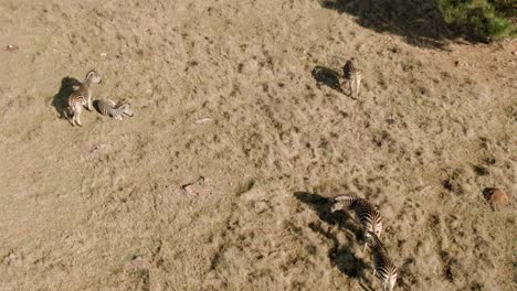 Drone-aerial-of-Zebra-herd-standing-in-the-sun-on-a-cold-morning-in-the-wild