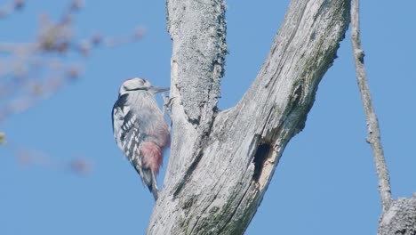 Pájaro-Carpintero-De-Lomo-Blanco-Picoteando-Un-árbol,-Haciendo-Ruido-En-La-Temporada-De-Apareamiento-De-Primavera