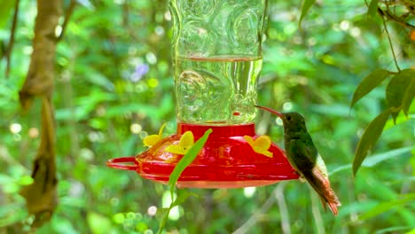 Zwei-Kolibri-Fressen-Aus-Einem-Futterhäuschen