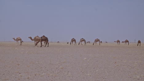 A-caravan-of-Camels-grazing-in-the-desert-A-herd-of-camels-eating-grass-and-moving-around-in-the-desert