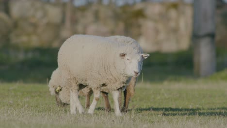 Black-headed-and-white-headed-sheep-in-pasture