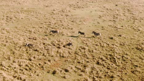 Drone-aerial-of-Zebra-herd-walking-and-laying-in-the-wild-on-a-cold-morning