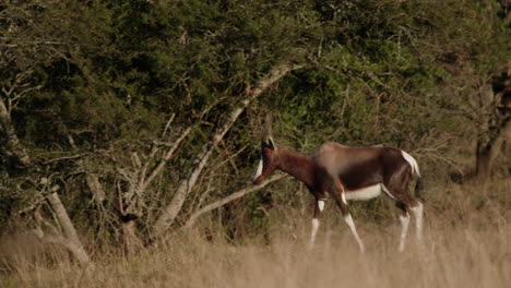 Blesbok-walking-through-the-dry-african-grasslands-surrounded-by-acacia-trees