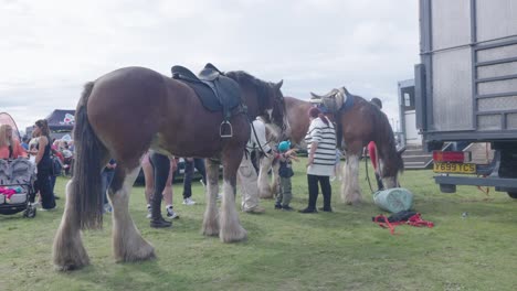Stable-hands-looking-after-Clydesdale-Horses-at-show-with-people-keen-to-see