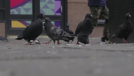 Hundreds-of-Pigeons-overrun-an-area-of-a-City-leaving-a-mess-as-people-pass-by