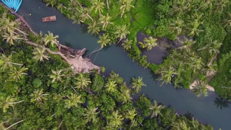 Palmenschaukel-Der-Schiefen-Gebogenen-Kokosnuss-Am-Maasin-River-Mit-Sprungbrett,-Kanus-Und-Floß-Auf-Der-Insel-Siargao,-Philippinen