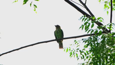 A-zoom-out-of-this-bird-while-looking-towards-the-left-after-preening,-Green-eared-Barbet-Psilopogon-faiostrictus