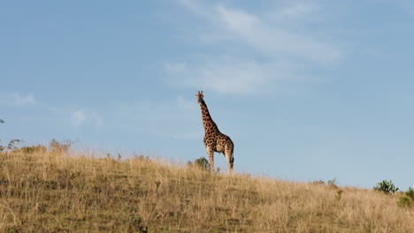 Giraffe-surveying-the-african-grasslands-during-the-dry-winter-season
