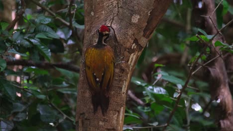 Seen-from-behind-as-the-camera-zooms-in-to-this-bird-while-feeding,-Common-Flameback-Dinopium-javanense,-Male,-Thailand