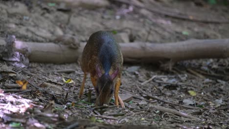 Foraging-for-some-food-fallen-on-the-ground-as-it-looks-up-once-in-a-while-just-to-be-safe,-Lesser-Mouse-deer-Tragulus-kanchil,-Thailand