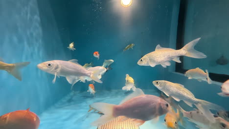 Fische-Schwimmen-In-Einem-Blauen-Fischaquarium