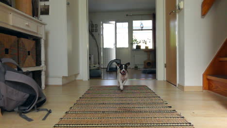 puppy-dog-running-slow-motion-towards-camera-in-hallway