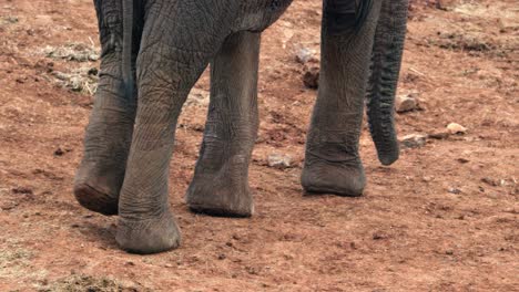 Legs-of-African-Elephant-Walking-In-The-Aberdare-National-Park-In-Kenya