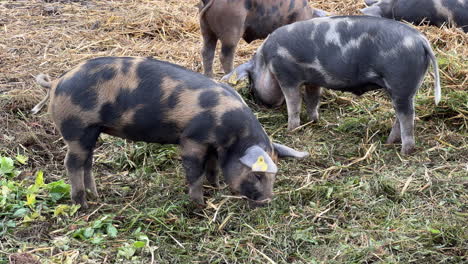 small-pig-eating-hay-in-the-field