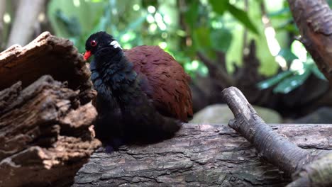 Pheasant-pigeon-perched-on-log-while-preening-feathers-and-scratching-with-beak