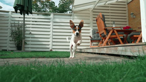 puppy-dog-running-slow-motion-towards-camera-in-backyard