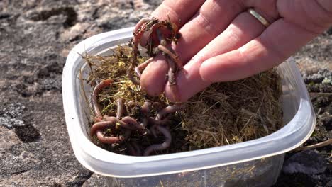 Hand-picking-up-live-worms-for-fishing-bait-from-a-plastic-box---Closeup-outdoor