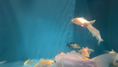 Fische-Schwimmen-In-Zeitlupe-In-Einem-Blauen-Fischaquarium