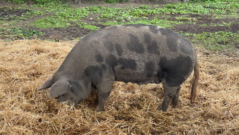 big-pig-eating-hay-in-the-field