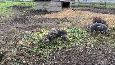 Cerdos-Comiendo-Heno-En-El-Campo
