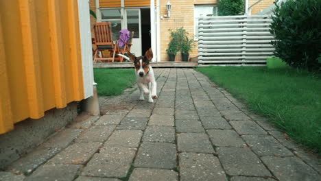 puppy-dog-running-in-slow-motion-towards-camera-in-backyard