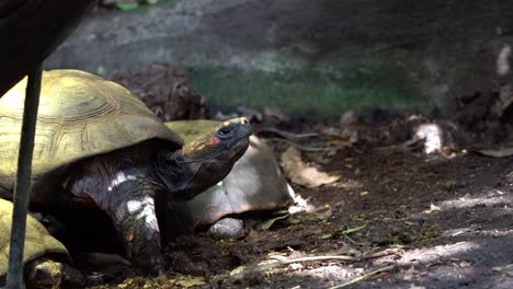 Red-footed-tortoises-sitting-motionless-in-dappled-sunlight-before-blinking-eye