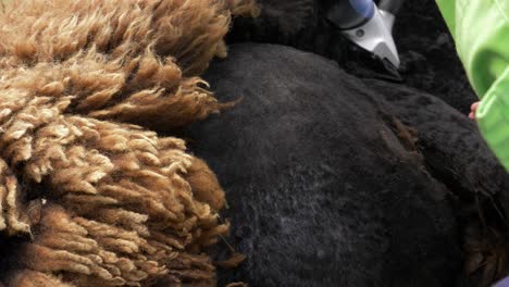 Shearing-a-Brown-Sheep-with-an-Electronic-Portable-Shearing-Machine,-Close-Up-Shot