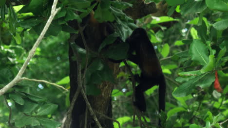 general-shot-of-monkeys-climbing-tree