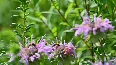 honey-bee-on-wild-bergamot-flower-plant