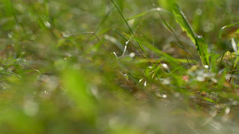 Closeup-Of-Green-Grass-In-The-Garden