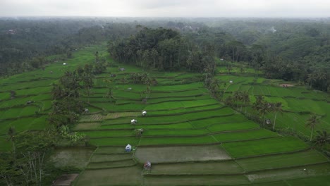 Luftaufnahme-Mit-Dolly:-Terrassenförmig-Angelegte,-Weitläufige-Grüne-Tropische-Bali-Reisfelder