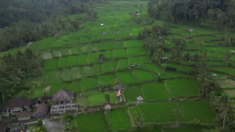 Flyover-intense-green,-flooded-rice-field-terraces-in-tropical-Bali