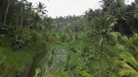 Palm-tree-flyover:-aerial-view-of-flooded-Ceking-rice-terrace-valley