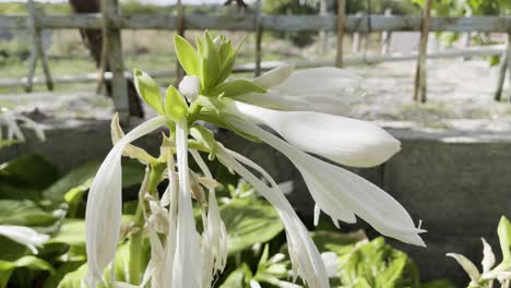 Nahaufnahme-Einer-Weißen-Blütenblattblume-In-Einem-Hinterhof-Mit-Rostigem-Zaun