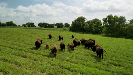Aerial-view-of-bison-herd-orbit-eating-with-small-calves