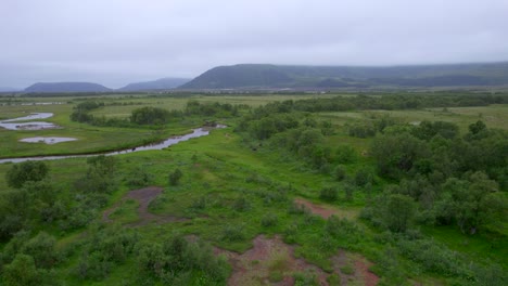 Three-Bull-moose-walk-along-a-Norwegian-swamp-landscape-during-summer