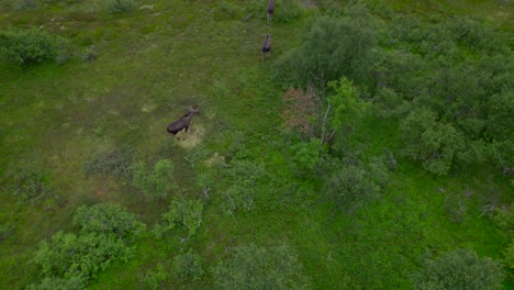 Revealing-three-Moose-walking-slowly-over-a-swamp-landscape-in-Northern-Scandinavia