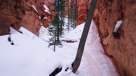 Snow-And-Pine-Trees-Between-Hoodoos-During-Winter-In-Bryce-Canyon-National-Park,-Utah