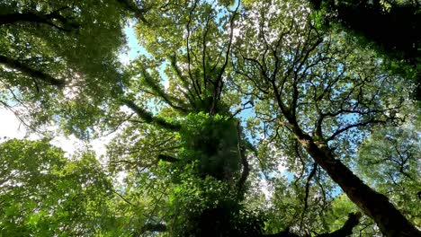 From-bottom-to-top-between-the-tops-of-the-oaks-with-the-blue-sky-between-the-strong-branches-full-of-green-leaves-in-the-forest,-native-trees-protected-in-nature,-shot-up
