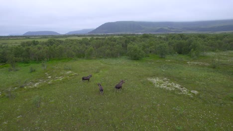 Three-moose-bull-walking-in-swap-landscape-during-summer